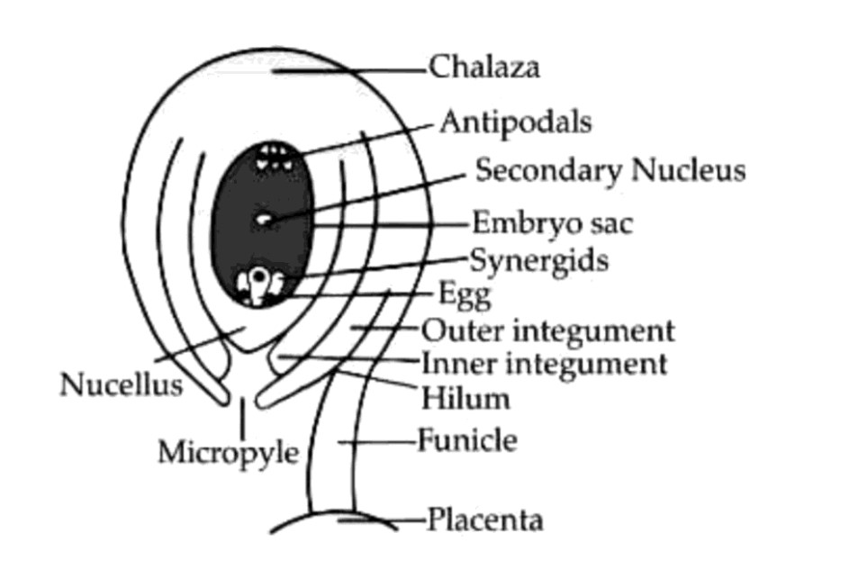 With a neat, labelled diagram, describe the parts of a typical angiosperm  ovule. - Noon Academy